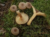 Lactarius mutabilis image