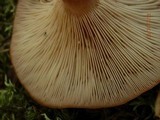 Lactarius mutabilis image