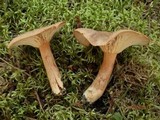 Lactarius mutabilis image