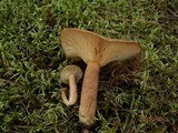 Lactarius mutabilis image