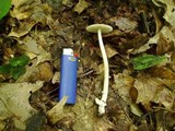 Amanita sect. Vaginatae image