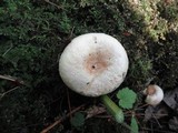 Lactarius pubescens var. betulae image