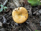 Lactarius croceus image