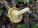 Lactarius croceus image
