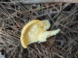 Lactarius croceus image