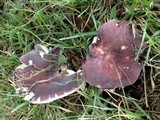 Russula mariae image