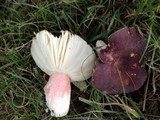 Russula mariae image