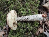 Leccinum versipelle image