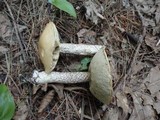 Leccinum versipelle image