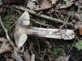 Leccinum versipelle image