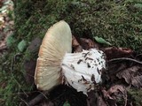 Leucopaxillus tricolor image