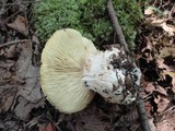 Leucopaxillus tricolor image