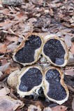Scleroderma cepa image