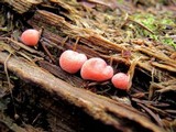 Lycogala epidendrum image