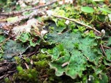 Peltigera aphthosa image