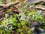 Cladonia chlorophaea image