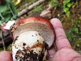 Boletus rubriceps image