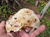 Fomitopsis schrenkii image