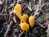 Clavulinopsis helvola image