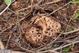 Sarcodon imbricatus image