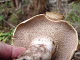 Sarcodon imbricatus image