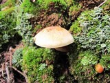 Hypholoma capnoides image