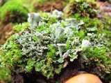 Cladonia chlorophaea image