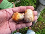 Agaricus amicosus image