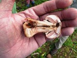 Agaricus amicosus image