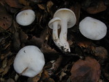 Hygrophorus eburneus image