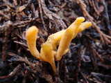 Clavulinopsis helvola image