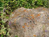Xanthoria elegans image