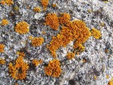 Xanthoria elegans image