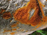 Xanthoria elegans image