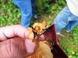 Lactarius deliciosus image