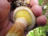 Suillus lakei image