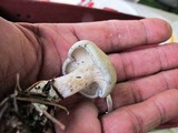 Clitocybe odora image