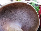 Sarcodon imbricatus image