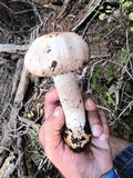 Agaricus amicosus image