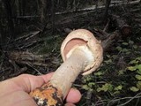 Agaricus amicosus image