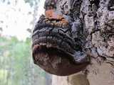 Phellinus tremulae image