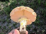 Floccularia luteovirens f. luteovirens image