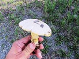 Floccularia luteovirens f. luteovirens image