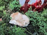 Leucopaxillus giganteus image