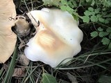 Leucopaxillus giganteus image