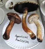 Agaricus amicosus image