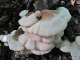 Lentinellus ursinus image