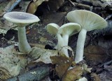 Lactarius cinereus image