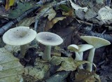 Lactarius cinereus image