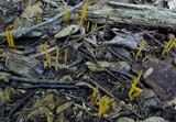 Clavulinopsis laeticolor image